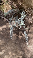 Acmispon argophyllus