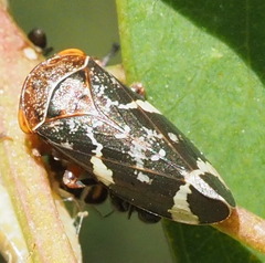 Eurymeloides