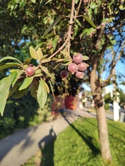Magnoliopsida