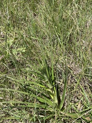Eryngium horridum
