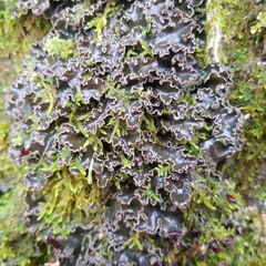 Peltigera collina