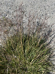 Deschampsia alpina