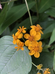 Chrysogonum
