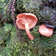Lactarius decipiens