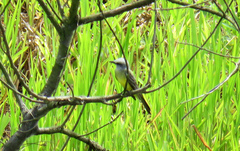 Tyrannus melancholicus