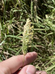 Phalaris angusta