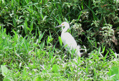 Egretta thula