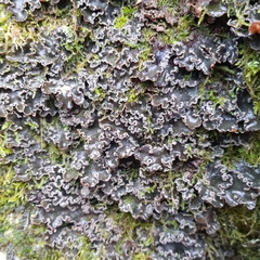 Peltigera collina