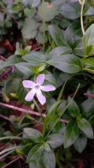 Vinca