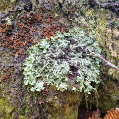 Ricasolia amplissima