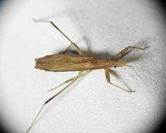 Sastrapada australica