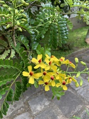 Paubrasilia echinata