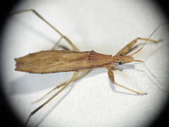 Sastrapada australica