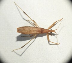 Sastrapada australica