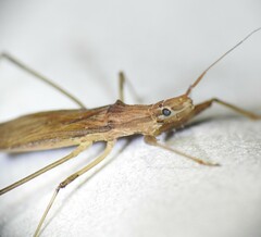 Sastrapada australica