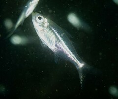 Ambassis jacksoniensis