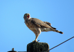 Rupornis magnirostris