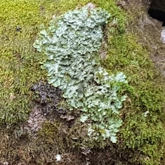 Ricasolia amplissima