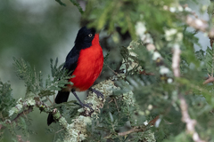 Laniarius erythrogaster