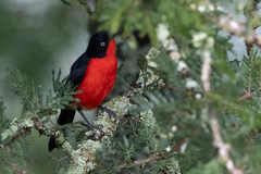 Laniarius erythrogaster