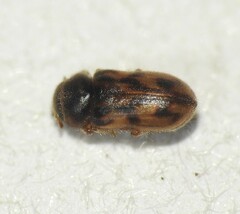 Heteroceridae