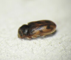 Heteroceridae