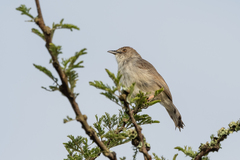 Cisticola woosnami