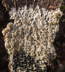 Lecanora hybocarpa