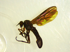 Empidoidea