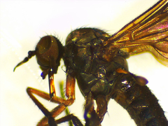 Empidoidea