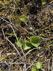 Viola palustris