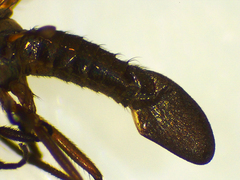 Empidoidea