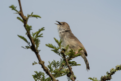 Cisticola woosnami
