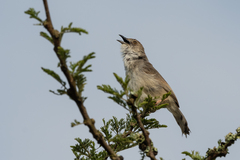 Cisticola woosnami