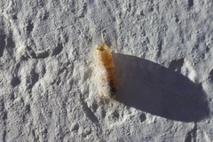 Ichneumonidae
