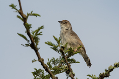 Cisticola woosnami