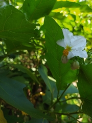Solanum bonariense