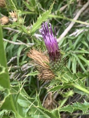 Cirsium arizonicum bipinnatum