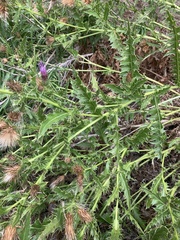 Cirsium arizonicum bipinnatum