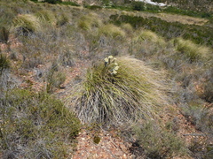 Achyranthemum mucronatum