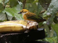 Tangara icterocephala