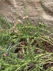 Cirsium arizonicum bipinnatum