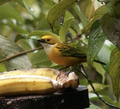 Tangara icterocephala