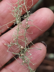 Biatoropsis usnearum