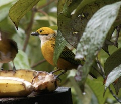 Tangara icterocephala