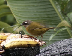 Chlorospingus flavopectus