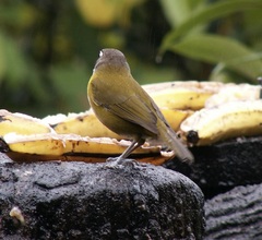 Chlorospingus flavopectus