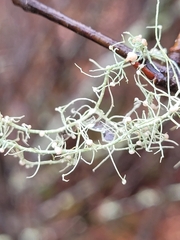 Biatoropsis usnearum