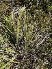 Carex canescens