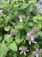 Stachys bullata